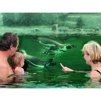 3 Familientage im Ferien Hotel Cottbus inkl. HP plus in Kolkwitz, Brandenburg Halbpension Plus Unkategorisiert online kaufen