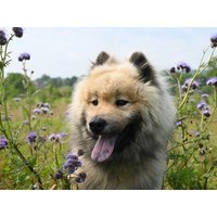 3 Tage Urlaub mit Hund in den Tiroler Bergen in Ehrwald Frühstück Unkategorisiert online kaufen 3 Tage Urlaub mit Hund in den Tiroler Bergen in Ehrwald Frühstück Unkategorisiert online kaufen