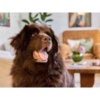 4 Pfotenzeit – Urlaub, der auch Ihrem Hund guttut in Bad Oeynhausen, Nordrhein-Westfalen Frühstück Unkategorisiert online kaufen