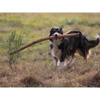 4 Tage Urlaub mit Hund in Bad Laasphe, Nordrhein-Westfalen Halbpension Unkategorisiert online kaufen 4 Tage Urlaub mit Hund in Bad Laasphe, Nordrhein-Westfalen Halbpension Unkategorisiert online kaufen