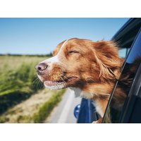 4 Tage Urlaub mit Hund in Stemwede, Nordrhein-Westfalen Halbpension Unkategorisiert online kaufen 4 Tage Urlaub mit Hund in Stemwede, Nordrhein-Westfalen Halbpension Unkategorisiert online kaufen