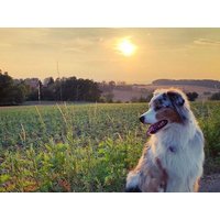 5 Tage mit dem Vierbeiner in die Fränkische Schweiz in Betzenstein, Bayern Frühstück Unkategorisiert online kaufen 5 Tage mit dem Vierbeiner in die Fränkische Schweiz in Betzenstein, Bayern Frühstück Unkategorisiert online kaufen