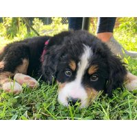 Auf den Hund gekommen in St. Wolfgang im Salzkammergut, Oberösterreich Frühstück Unkategorisiert online kaufen