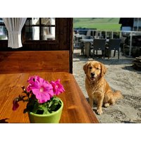 Auf vier Pfoten durch das Sauerland: 4 Tage Urlaub mit Hund in Willingen, Hessen Frühstück Unkategorisiert online kaufen Auf vier Pfoten durch das Sauerland: 4 Tage Urlaub mit Hund in Willingen, Hessen Frühstück Unkategorisiert online kaufen