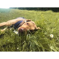 Auszeit für Sie & Ihren Hund, 2 Tage/1 Nacht in Baden bei Wien, Niederösterreich Halbpension Unkategorisiert online kaufen