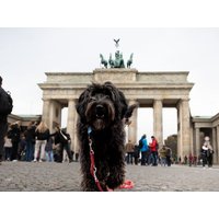 Berlin-Kurztrip mit Hund Frühstück Unkategorisiert online kaufen Berlin-Kurztrip mit Hund Frühstück Unkategorisiert online kaufen