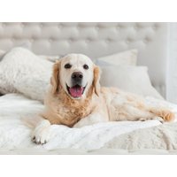 Erholung für 4 Pfoten - 6 Tage Urlaub mit Hund in Attendorn, Nordrhein-Westfalen Halbpension Unkategorisiert online kaufen Erholung für 4 Pfoten - 6 Tage Urlaub mit Hund in Attendorn, Nordrhein-Westfalen Halbpension Unkategorisiert online kaufen