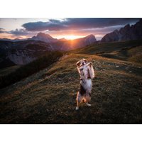 Freude auf 4 Pfoten St. Englmar mit dem Hund | 3 Tage in Neukirchen (Niederbayern), Bayern Frühstück Unkategorisiert online kaufen