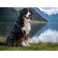 Freude auf 4 Pfoten St. Englmar mit dem Hund | 8 Tage in Neukirchen (Niederbayern), Bayern Frühstück Unkategorisiert online kaufen Freude auf 4 Pfoten St. Englmar mit dem Hund | 8 Tage in Neukirchen (Niederbayern), Bayern Frühstück Unkategorisiert online kaufen