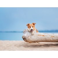 Herrchen & Frauchen mit ihrem Liebling am Ostseestrand - Hundearrangement in Kühlungsborn, Mecklenburg-Vorpommern Nur Übernachtung Unkategorisiert online kaufen