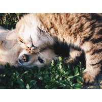 Ihr Kurztrip mit Hund in Kronberg im Taunus, Hessen Frühstück Unkategorisiert online kaufen Ihr Kurztrip mit Hund in Kronberg im Taunus, Hessen Frühstück Unkategorisiert online kaufen
