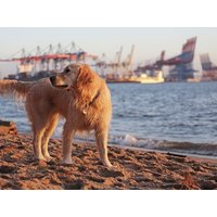 Kurzurlaub mit Hund - Hamburg mit 4 Pfoten entdecken. Frühstück Unkategorisiert online kaufen