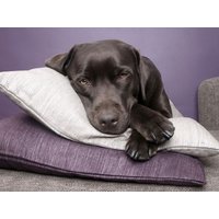 Kurzurlaub mit Hund - Hamburg mit 4 Pfoten - Sonntags Frühstück Unkategorisiert online kaufen