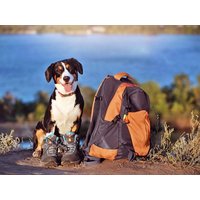 Tierisch Pfalz - Urlaub mit dem Hund | 6 Tage in Leinsweiler, Rheinland-Pfalz Frühstück Unkategorisiert online kaufen Tierisch Pfalz - Urlaub mit dem Hund | 6 Tage in Leinsweiler, Rheinland-Pfalz Frühstück Unkategorisiert online kaufen