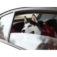 Urlaub mit Hund - Ferien auf vier Pfoten - 3 Nächte in Mutters, Tirol Frühstück Unkategorisiert online kaufen Urlaub mit Hund - Ferien auf vier Pfoten - 3 Nächte in Mutters, Tirol Frühstück Unkategorisiert online kaufen