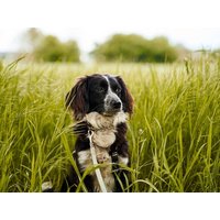 Urlaub mit Hund - Ferien auf vier Pfoten HP - 6 N in Mutters, Tirol Halbpension Unkategorisiert online kaufen