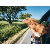 Urlaub mit Hund im Bayerischen Wald – 7 Tage - ÜF in Neukirchen (Niederbayern), Bayern Frühstück Unkategorisiert online kaufen Urlaub mit Hund im Bayerischen Wald – 7 Tage - ÜF in Neukirchen (Niederbayern), Bayern Frühstück Unkategorisiert online kaufen