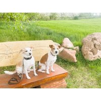 Wander-Auszeit mit Hund / 4 Tage in Thale, Sachsen-Anhalt Halbpension Plus Unkategorisiert online kaufen Wander-Auszeit mit Hund / 4 Tage in Thale, Sachsen-Anhalt Halbpension Plus Unkategorisiert online kaufen