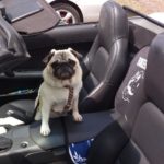 Hunde sicher im Auto transportieren und das Auto sauber halten