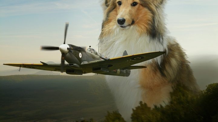 Checkliste für den ersten Flug mit dem Hund