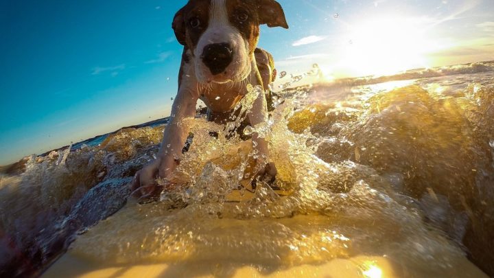 Hunde-Paradiese auf Erden: Wo wimmeln die 5 besten Orte für einen Ausflug mit Ihrem Vierbeiner?
