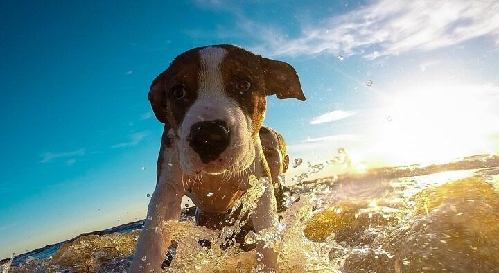 Hunde-Paradiese auf Erden: Wo wimmeln die 5 besten Orte für einen Ausflug mit Ihrem Vierbeiner?