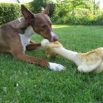 So wichtig ist das richtige Futter für den geliebten Hund