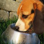 Gutes Futter mit in den Koffer - geht der Hund mit auf Reisen, darf dies niemals fehlen