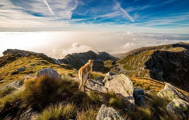 Die besten Wanderwege für Hunde: Ein Leitfaden für Abenteuer mit Ihrem vierbeinigen Begleiter