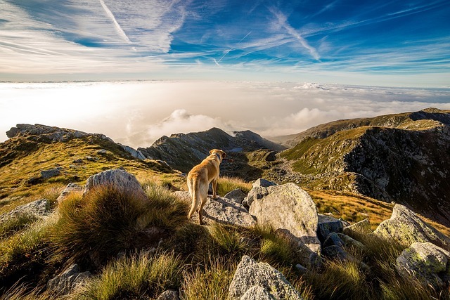 Die besten Wanderwege für Hunde: Ein Leitfaden für Abenteuer mit Ihrem vierbeinigen Begleiter