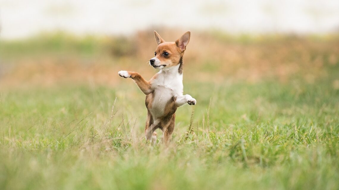 An diese Dinge sollte man denken, wenn der Hund mit an Bord ist An diese Dinge sollte man denken, wenn der Hund mit an Bord ist