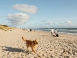 Dänische Nordseeküste mit Hund: Ihr Urlaubsguide