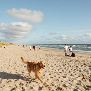 dänische nordseeküste mit hund