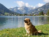 Geheimtipp Gardasee mit Hund: Versteckte Paradiese