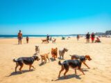 Zandvoort Hundestrand – Tipps für Ihren Besuch